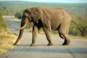 Cape & Kruger – Cape Town and Kruger Park Safari