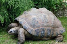 Galápagos Wildlife Adventure