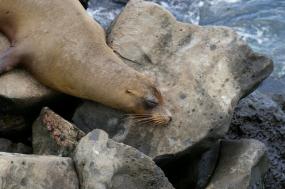 Family Galapagos
