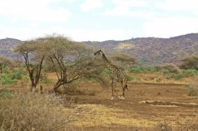 Tanzania Safari in Style