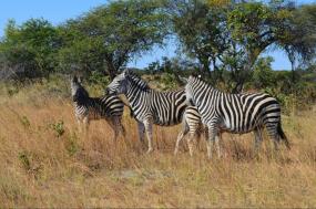 Southern Africa: South Africa, Zimbabwe, Namibia and Botswana