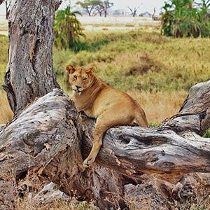 Tanzania Private Safari with Selous Game Reserve & Zanzibar - Beach tour