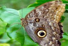 South American Odyssey with Amazon & Easter Island tour