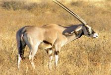Kenya & Tanzania: The Safari Experience with Zanzibar tour