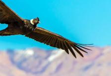 Epic Ecuador, Peru & Argentina tour