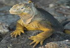 From the Inca Empire to the Peruvian Amazon with the Nazca Lines & Galápagos Cruise tour