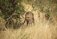 Kenya Safari tour