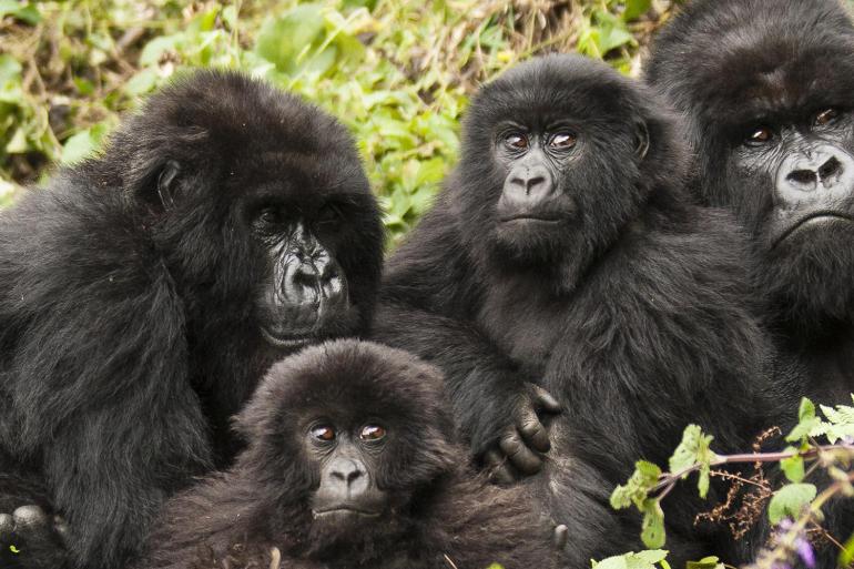 Uganda Gorillas Adventure tour