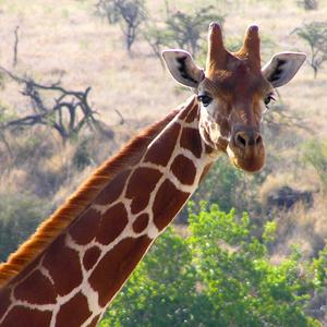 Splendors of South Africa & Victoria Falls with Botswana tour