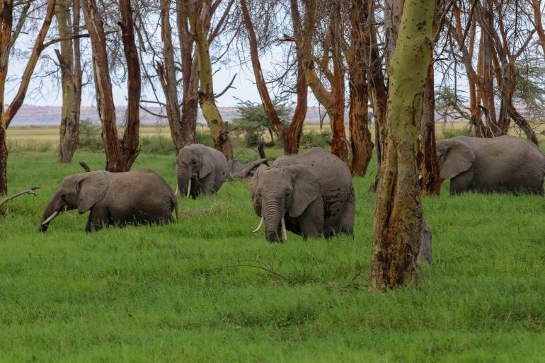 Kenya-amboseli-safari-4043960