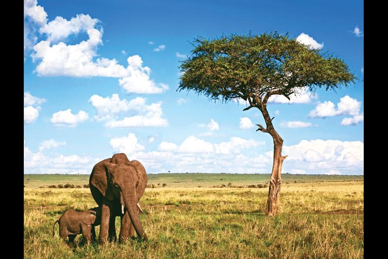 Nature & Wildlife Land expedition Kenya Wildlife Safari package