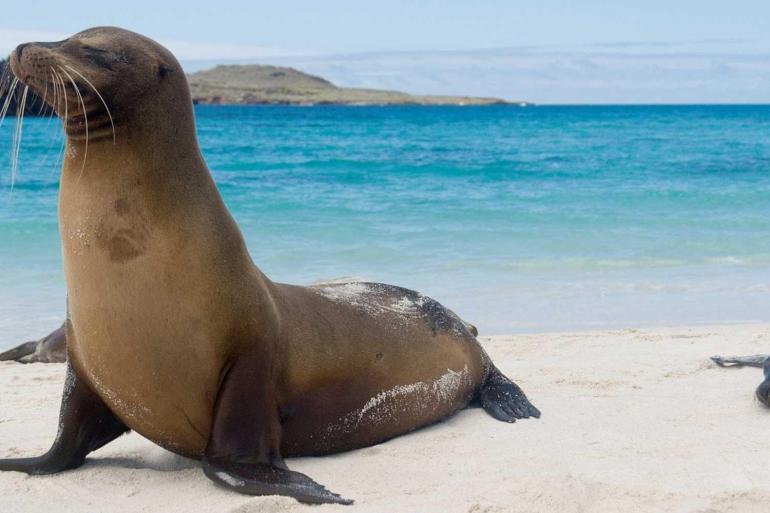Classic Galapagos: Central Southern Islands (Grand Queen Beatriz) tour