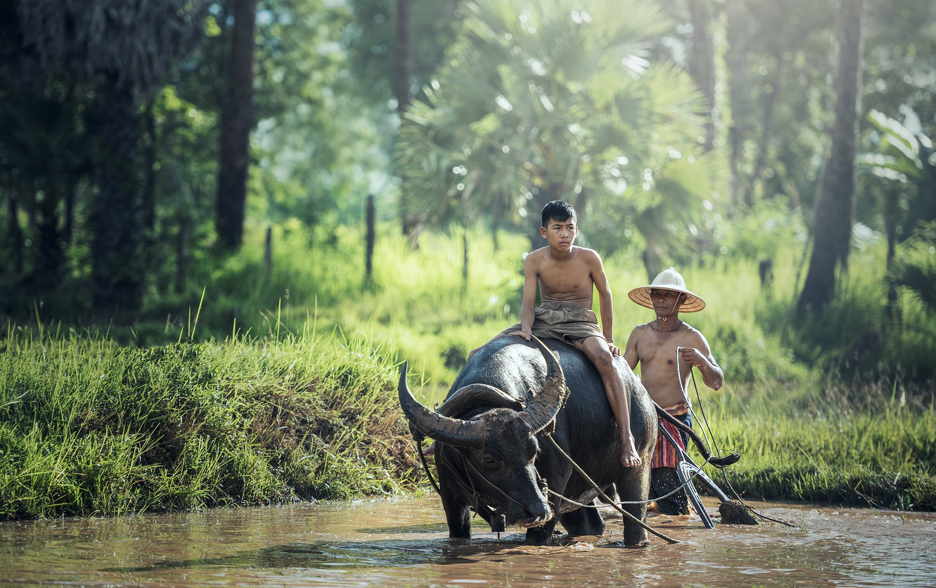 Buffalo Riding Agriculture Asia_ Cambodia_1807517_P