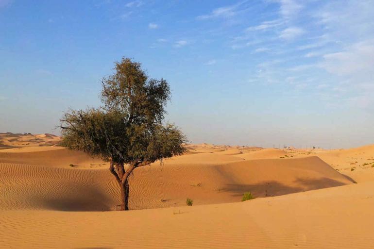 Nature & Wildlife Culture UAE: The 7 Emirates package