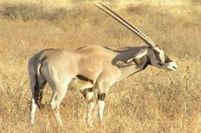 Tanzania Private Safari