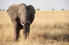 Gorilla tracking & Zanzibar adventure