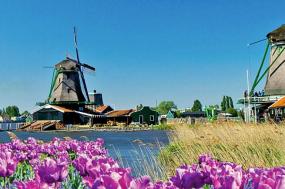 Tulips & Windmills (2021)