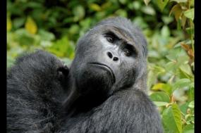 Waterfalls & wildlife: Gorillas and Murchison Falls
