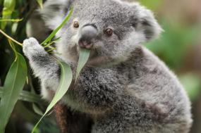 Highlights of Australia and New Zealand
