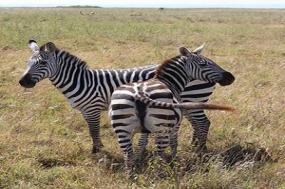 East Africa Private Safari with Nairobi