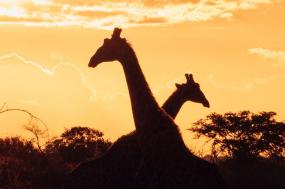 Kruger Experience – Independent