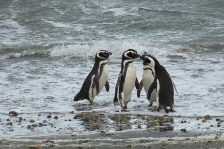 Chile: From the Atacama Desert to the Patagonian Fjords tour