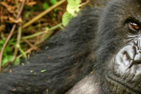 Mountain Gorillas of Rwanda Experience – Independent
