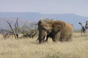 Kenya Private Safari