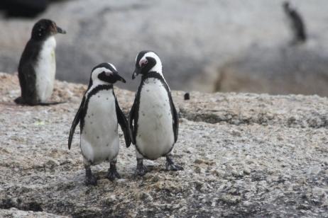 Antarctica Cruise Expedition