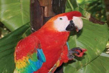 South American Selection with Brazil's Amazon