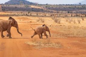 Kenya Wildlife Safari