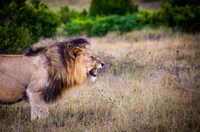 South Africa Highlights & Safari