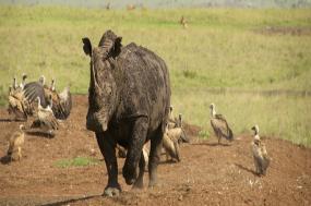 Kenya Panorama