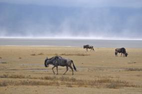 Tanzania Wildlife Safari