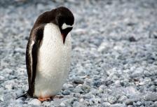 Antarctic Express: Fly South (Sea Adventurer) 2016 - 2017 tour
