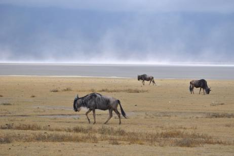 Tanzania Wildlife Safari