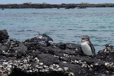 In the Footsteps of Darwin on Santa Cruz & Isabela Islands with Ecuador's Amazon tour