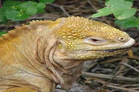 Mysteries of the Inca Empire with Peru's Amazon & Galapagos Cruise