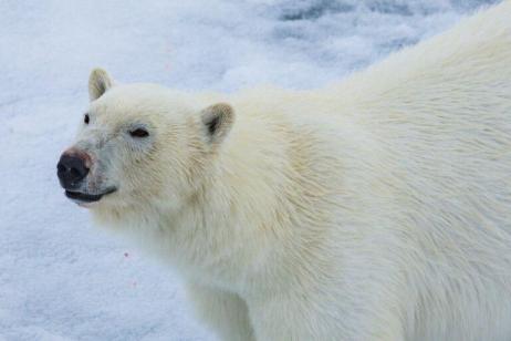 Best of the Western Arctic: Canada and Greenland