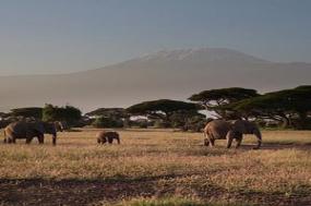 Kenya Private Safari with Amboseli National Park Area