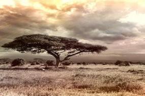 On Safari in Kenya