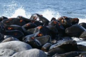 Darwin's Galápagos: Ecuador
