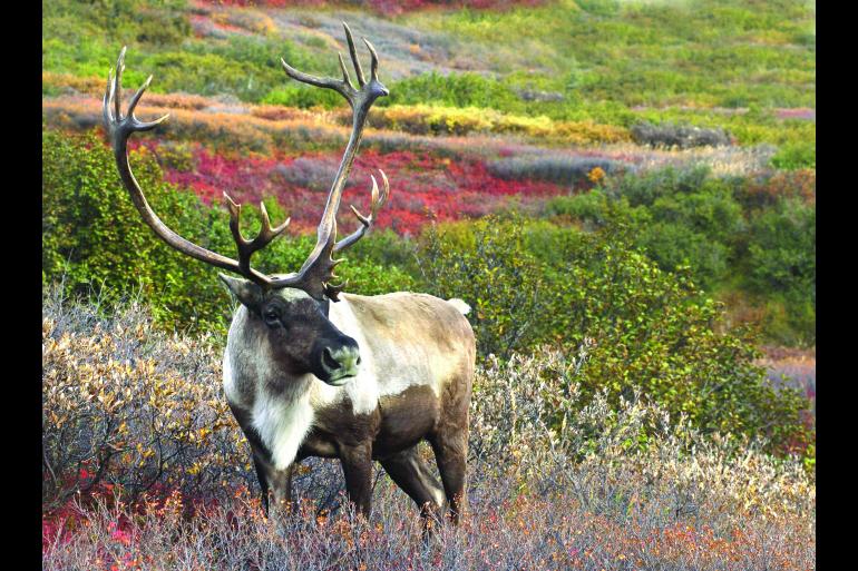 Anchorage Fairbanks Alaska and The Yukon featuring the Yukon, Fairbanks and Denali Trip