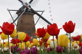 Tulips & windmills