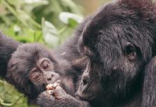Gorillas & Game Parks tour