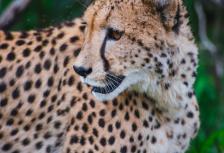 Kenya Wildlife Safari tour