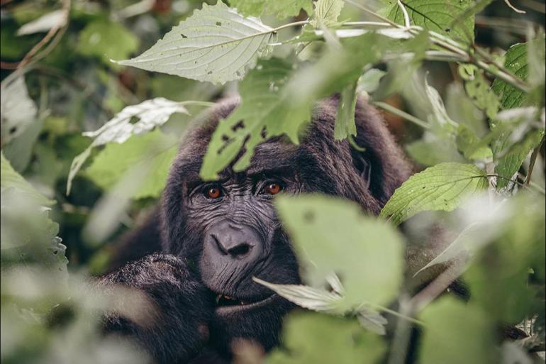 Nairobi Queen Elizabeth National Park Gorillas & Game Parks Trip