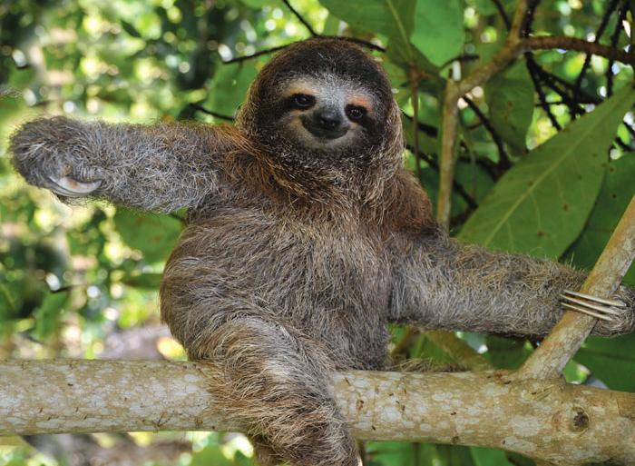 Nature & Wildlife Wildlife viewing Costa Rica Family Holiday with Teenagers package