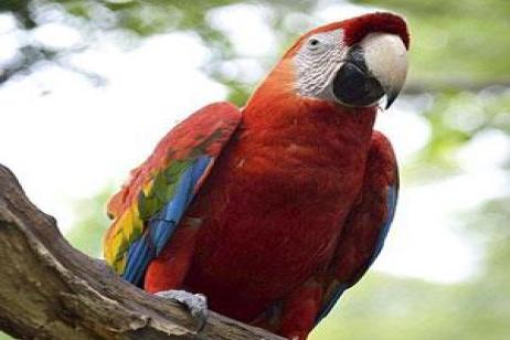 Spirit of South America with Amazon & Galápagos Cruise
