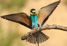 Birding
